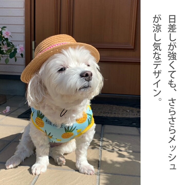 【わけあり品】 犬 服 ワンピース 春 かわいい 女の子 犬服 いぬ 犬の服 タンクトップ 袖なし 袖無し キャミソール フルーツ柄 ドッグウェア メッシュ 涼しい クール 【春 夏 春夏 春服 夏服 春物 夏物 夏用】【小型犬 中型犬】