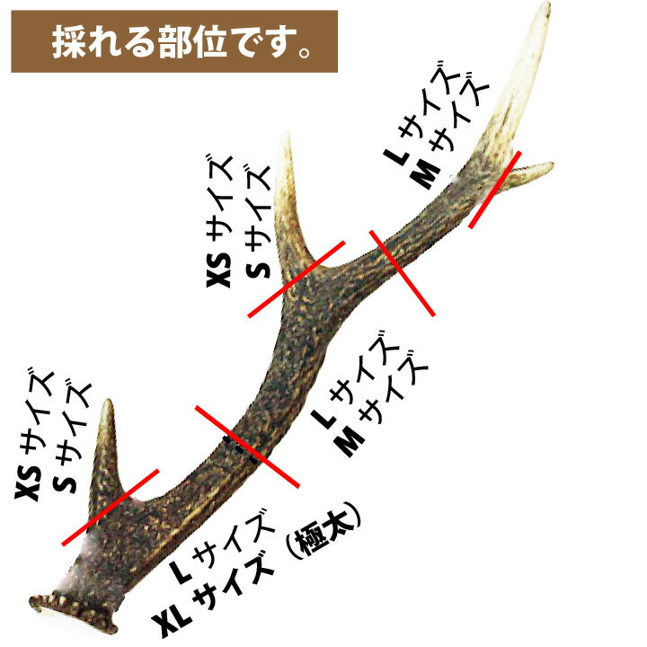 鹿の角 鹿 角 XSサイズ 北海道 国産 鹿角 犬のおもちゃ 犬のおやつ 犬 いぬ イヌ 犬用 噛む おもちゃ おやつ ドッグガム デンタルケア デンタル効果 蝦夷鹿の角 鹿 角 口臭対策 いたずら防止 ペット プレゼント 誕生日