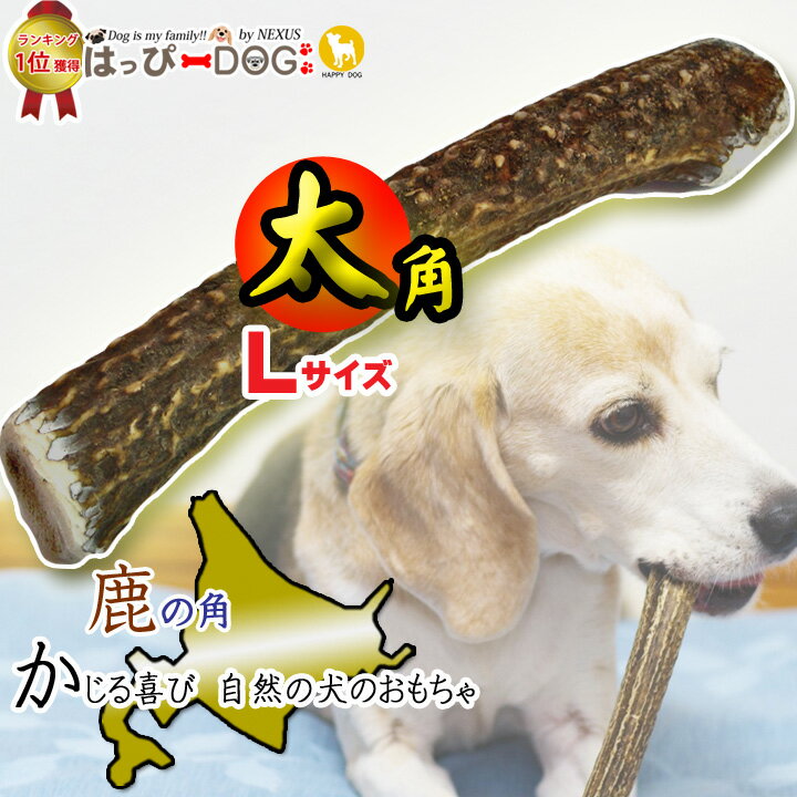 【大型犬用 2本セット】蝦夷鹿角ドッグガム　ガジガジ　GajiGaji　 北海道産 鹿の角 ペット用品 天然 無添加 国産 日本製 噛む犬のおもちゃ 硬い犬のおやつ　鹿の角 犬 噛む おもちゃ 犬歯石 鹿角 シカの角 ジビエ おやつ 餌　丈夫　エゾシカ角