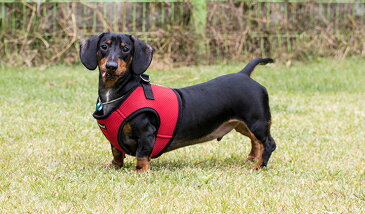 ダックス ソフトベストハーネス ハーネス 胴輪 PUPPIA パピア 正規品 犬服 犬 服 犬の服 ドッグウェア【送料無料】 【春夏 夏服 春 夏おしゃれ 可愛い 女の子 男の子 トイプードル チワワ 柴犬 洋服】