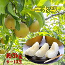【8月中下旬より発送】幸水梨 梨 なし 送料無料 3kg 6~10玉 赤梨 御中元 お盆果物 お礼 赤梨 果物 くだもの プレゼント 旬のフルーツ プレゼント おすすめ 敬老の日