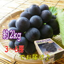 【8月中下旬より発送予定】岡山県産 ニューピオーネ ピオーネ ブドウ 葡萄 ぶどう 2kg ちょっと訳あり 秋分の日 敬老の日 旬の果物 果物 フルーツ 贈り物 贈答品 旬の果物 フルーツ 敬老の日