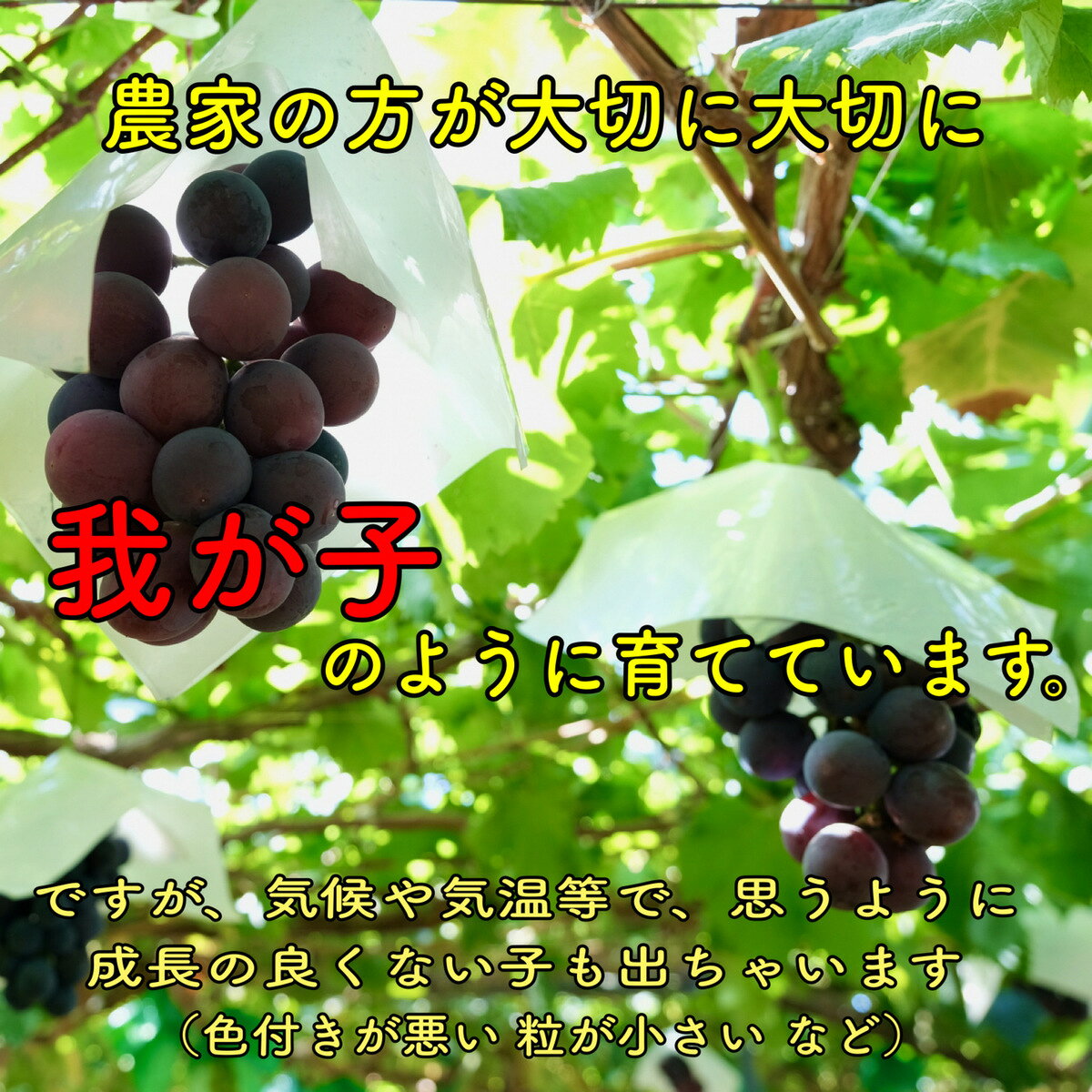 ケイ・コンソート楽天市場店の【9月上旬より発送予定】岡山県産 オーロラブラック ブドウ 葡萄 ぶどう 2kg 秋分の日 敬老の日 旬の果物 果物 フルーツ 贈り物 贈答品 旬の果物 フルーツ 敬老の日｜アングル2