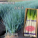 白ねぎ 鳥取県産 3kg 2〜3本束10入り 白ネギ 白葱 