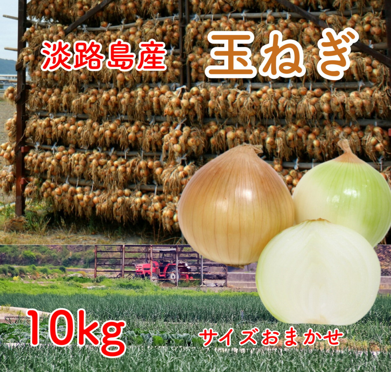 淡路島産 玉ねぎ 10kg 兵庫県産 たまねぎ 玉葱 タマネギ 常備野菜 楽天市場 ログイン 購入履歴 野菜 【送料無料（一部地域省く）】