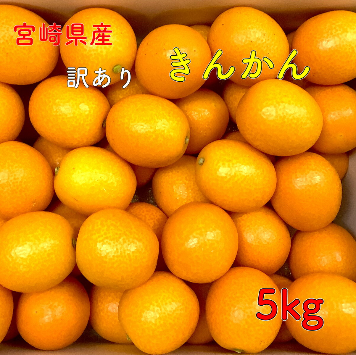 ��2���ܰʹ�ȯ��ͽ��ۡڳ�ŷ��󥭥�1�̳����۵ܺ긩�� ���󤫤� 5kg ���󥫥� ��ʪ �̼� ��ŷ�Ծ� �������� �������� ��ʪ �������� �ǥ����� ����...