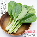 【新商品】小松菜 産地厳選 1kg こまつな コマツナ 野菜 楽天市場 ログイン 購入履歴 父の日 贈り物 【送料無料（一部地域省く）】