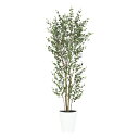 フェイクグリーン 観葉植物 フェイク 人工観葉植物 大型 光触媒 人工ベンジャミンバロック FST 高さ約180cm 造花 リアル 鉢植 光触媒 CT触媒 イン...