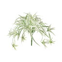 フェイクグリーン 観葉植物 フェイク 人工観葉植物 卓上 ミニ 小さい 光触媒 人工オリヅルラン W/G 長さ約25cm 造花 リアル 葉材 光触媒 CT触媒 インテリア ディスプレイ
