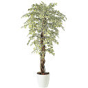 フェイクグリーン 観葉植物 フェイク 人工観葉植物 大型 光触媒 造花 大型 ベンジャミナスターライトリアナ 180cm 鉢植 樹木 SC/CT触媒 光触媒 イ...