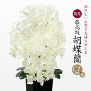 胡蝶蘭 お祝い お供え 花 造花 御祝 御供 光触媒 開店祝い 母の日 ギフト プレゼント アーティフィシャルフラワー 誕生日 アートフラワー CT触媒 ホワイ...