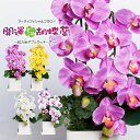 母の日 プレゼント 胡蝶蘭 造花 鉢植え ミニ ギフト お祝い CT触媒 光触媒 消臭 陶器鉢 誕生日 開店 開院祝い お見舞い アートフラワー ミディ [wh...