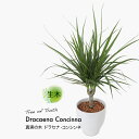 ドラセナ 観葉植物 生木 生花 ミニ 小型 送料無料 真実の木 ドラセナ・コンシンネ 鉢植 受け皿付き 5号鉢 陶器鉢 インテリア おしゃれ 癒やし オフィス 玄関 リビング テーブル 春夏限定