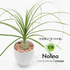 観葉植物 生木 生花 ミニ 小型 送料無料 ノリナ トックリラン 鉢植 受け皿付き 4号鉢 陶器鉢 徳利蘭 インテリア おしゃれ 癒やし オフィス 玄関 リビング テーブル