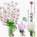 母の日 造花 花 2025 プレゼント クラシック胡蝶蘭 ギフト デザイナーズアレンジ CT触媒 アーティフィシャルフラワー 誕生日 開店 開院祝い お見舞い ...