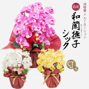 胡蝶蘭 カーネーション アーティフィシャルフラワー アレンジ 和蘭撫子 シック ギフト CT触媒 誕生日 開店 開院祝い お見舞い アートフラワー プレゼント ...