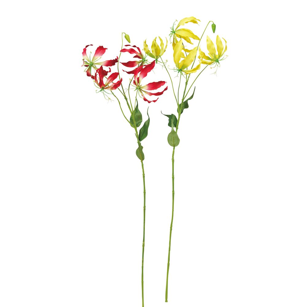 asca グロリオサ×4 つぼみ×1 1本