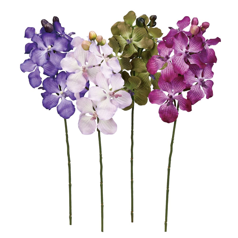 asca Хåɡ8Ĥܤߡ4 1