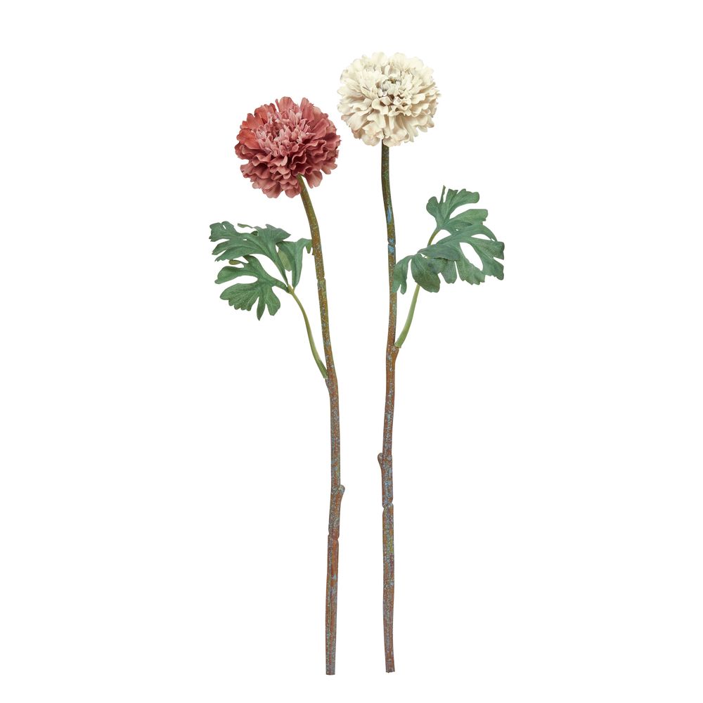 asca ラナンキュラス 1本