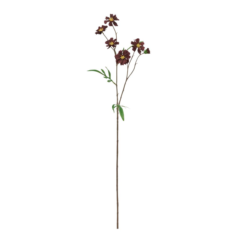 asca 祳졼ȥ⥹5Ĥܤߡ1 祳֥饦 1