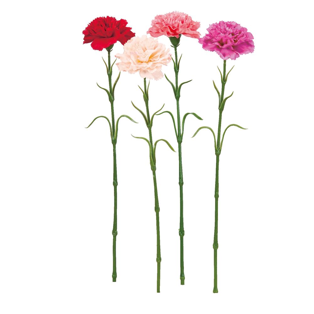 asca カーネーション 1本