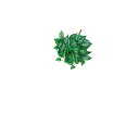 asca リーフブッシュ ツ-トングリ-ン 1本