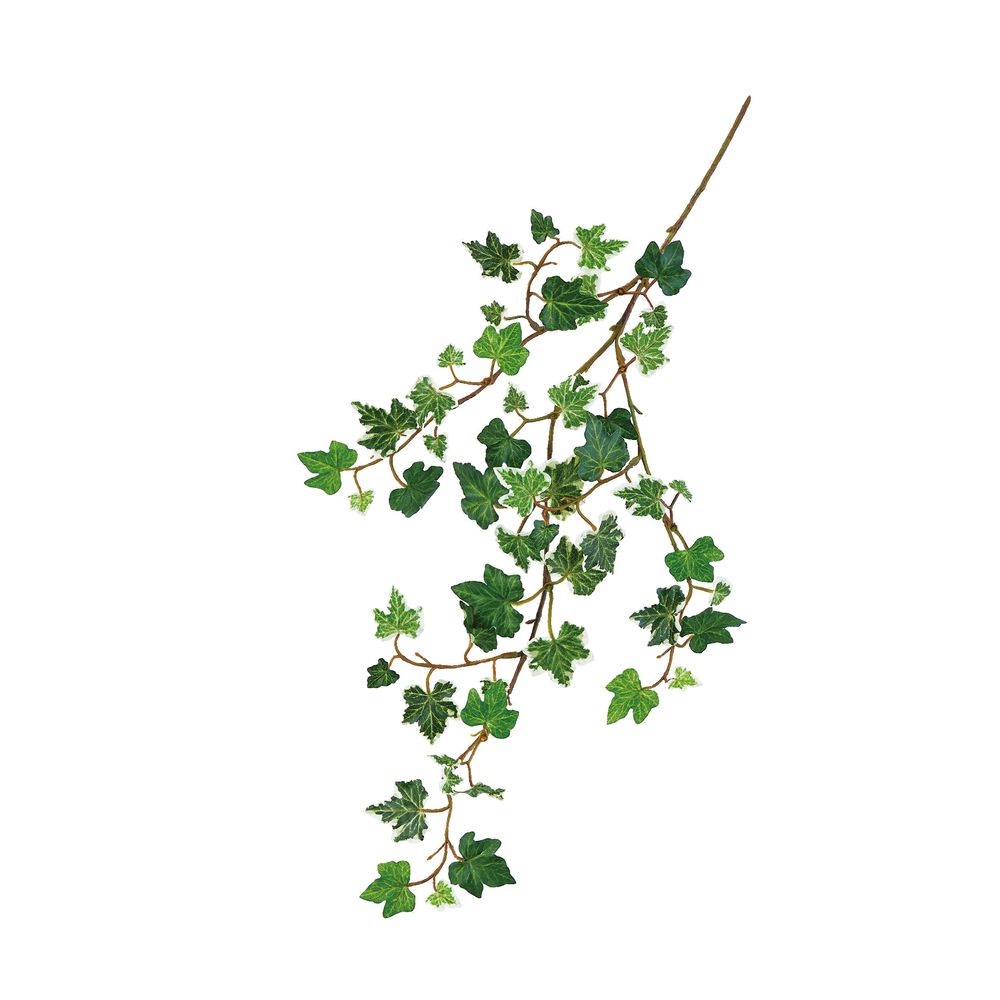 asca アイビーバイン ウ゛ァリゲイトグリ-ン 1本