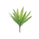 asca ファーンブッシュ グリ-ン 1本