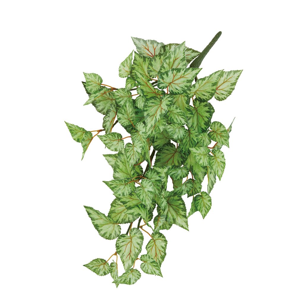 asca ベゴニアハンギングブッシュ ツ−トングリ−ン 1本