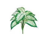 asca リーフブッシュ ウ゛ァリゲイトグリ-ン 1本
