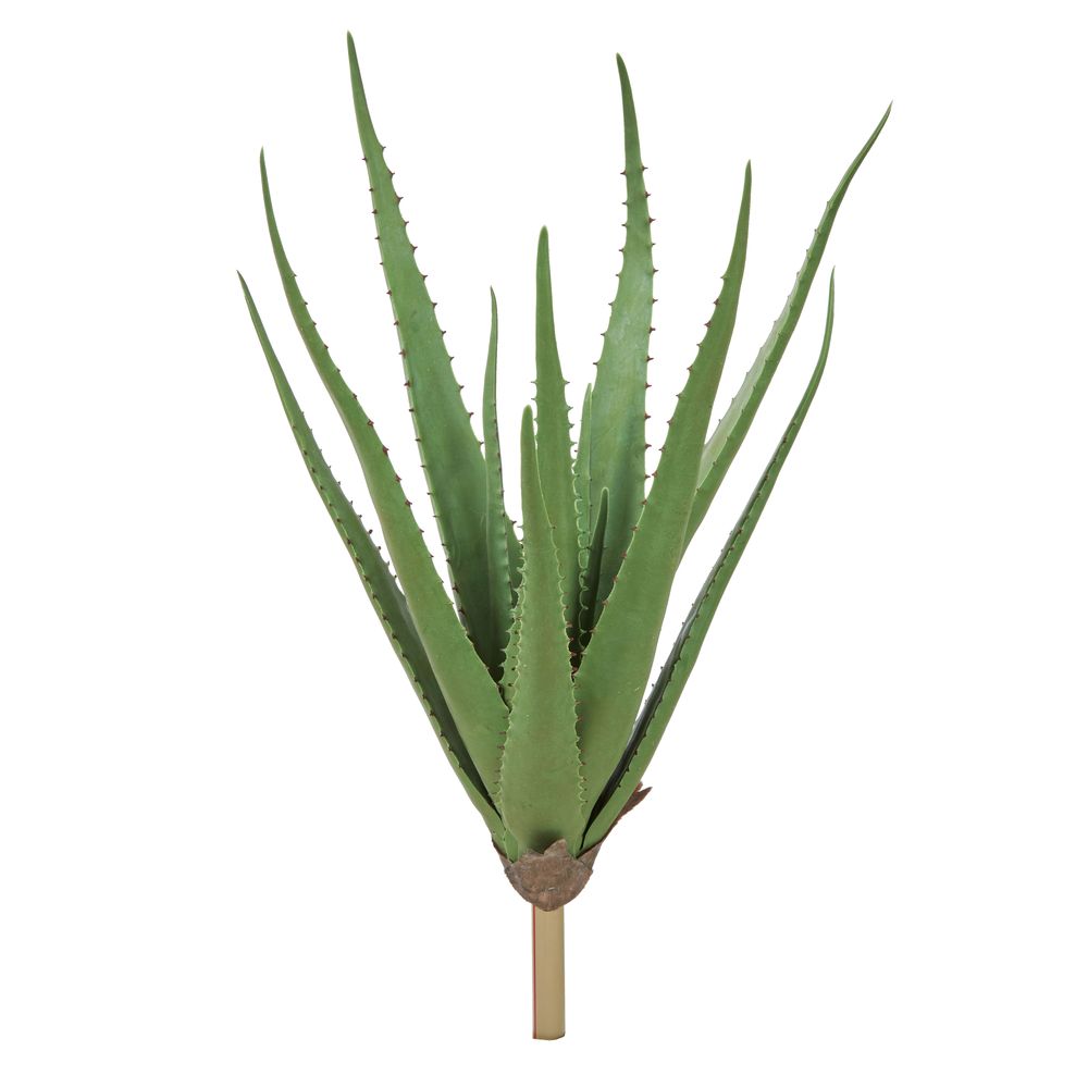 asca アロエ グリ−ン 1本