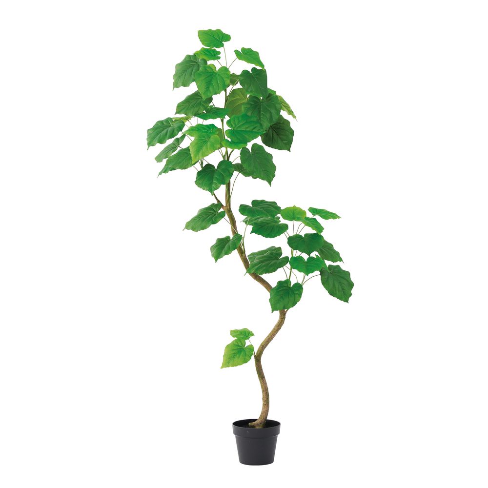 asca ウンベラータ（ポット付） グリ−ン 1本