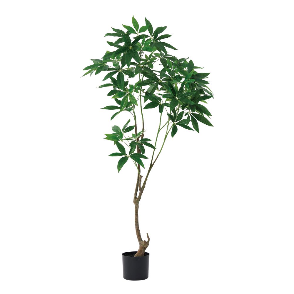 asca パキラ（ポット付） グリ−ン 1本