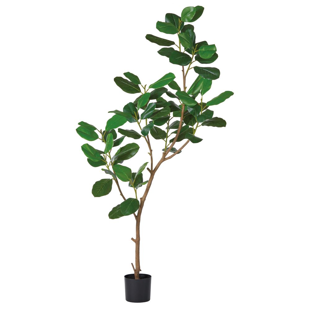 asca ゴムの木（ポット付） グリ−ン 1本