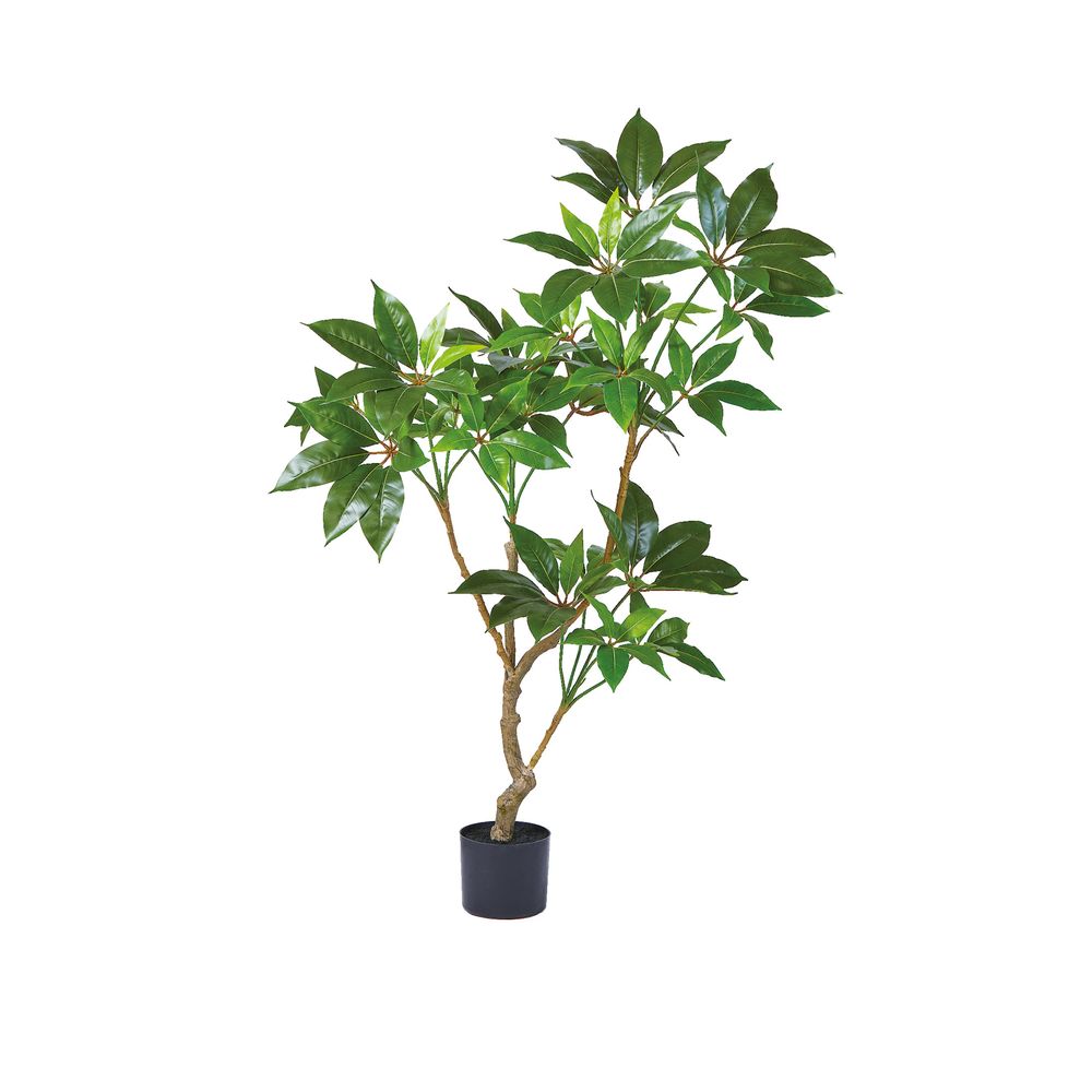 asca ツピタンサス（ポット付） グリ−ン 1本