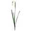 asca スノードロップ 花材 造花