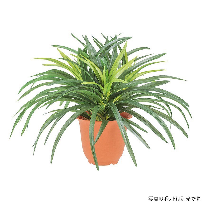 ͹տʪ ɥ饻ʥ֥å ġȥ󥰥꡼ 28cm ե꡼ տʪ ¤  CT ƥꥢ [G-L]