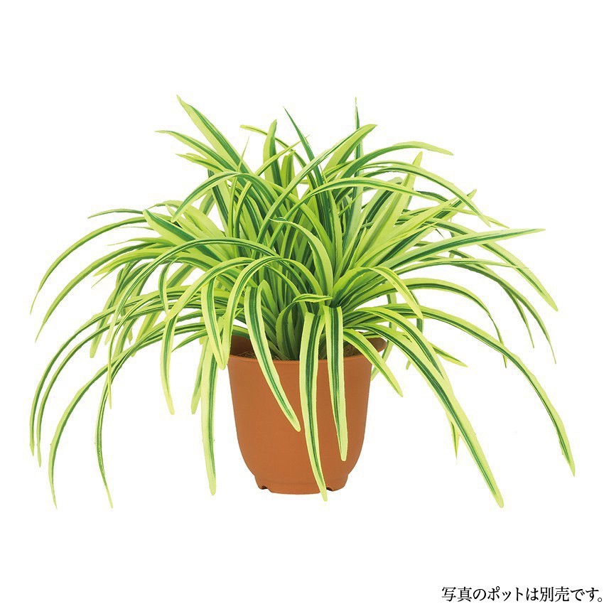 ͹տʪ ɥ饻ʥ֥å ꡼ 28cm ե꡼ տʪ ¤  CT ƥꥢ [G-L]