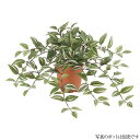 フェイクグリーン トラディスカンチャブッシュ グリーン/ホワイト トラディスカンチア 50cm 人工観葉植物 観葉植物 造花 光触媒 CT触媒 インテリア [G...