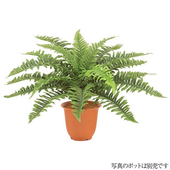 【マラソン期間中P5倍】人工観葉植物 ハワイアンボストンファンブッシュ S 50cm フェイクグリーン 観葉植物 造花 光触媒 CT触媒 インテリア [G-L]