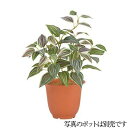 人工観葉植物 トラディスカンチャブッシュ パープル/グリーン トラディスカンチア 26cm 観葉植物 造花 フェイクグリーン 光触媒 CT触媒 インテリア [G...