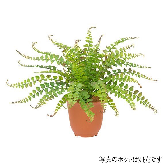 乐天商城 - 人工観葉植物 屋外対応 フレッシュベーカーファンブッシュ 38cm フェイクグリーン 観葉植物 造花 光触媒 CT触媒 インテリア [G-L]