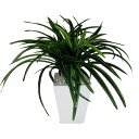 ガーデン・ペット・DIY通販専門店ランキング6位 観葉植物 ミニ 造花 ドラセナ鉢植 34cm 【フェイクグリーン 人工 光触媒 SC/CT触媒 インテリア フェイク グリーン】 ガーデン・ペット・DIY通販専門店ランキング6位 観葉植物 ミニ 造花 ドラセナ鉢植 34cm 【フェイクグリーン 人工 光触媒 SC/CT触媒 インテリア フェイク グリーン】