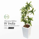 フェイクグリーン 観葉植物 フェイク 人工観葉植物 本物そっくり 大型 大きい リアル 造花 光触媒 鉢植 陶器 インテリア おしゃれ グリーン CT触媒 小さ...