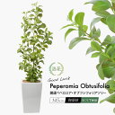 フェイクグリーン 観葉植物 フェイク リアル 人工観葉植物 造花 本物そっくり 開運 ペペロミア オブツシフォリア ツリー 145cm アオペペ 人工樹木 鉢植...