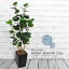 人工観葉植物 フェイクグリーン 観葉植物 造花 光触媒 大型 ナッツの木 インディアンアーモンドツリー 170cm 鉢植 フェイク グリーン インテリア おしゃれ CT触媒 お祝い