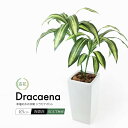 フェイクグリーン 観葉植物 フェイク 人工観葉植物 大型 光触媒 造花 リアル 人工光触媒 ドラセナ 85cm 鉢植 インテリア おしゃれ グリーン CT触媒 ...