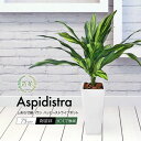 フェイクグリーン 観葉植物 フェイク リアル 人工観葉植物 ハッピーストライプポット しあわせ縞ハラン 75cm シマハラン 本物そっくり 造花 光触媒 鉢植 ...