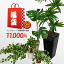 【福袋 2020】観葉植物の福袋 フェイクグリーン5点【ハッピーバッグ 人工観葉植物 光触媒 CT触媒】