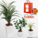 【福袋 2024】 観葉植物の福袋 フェ